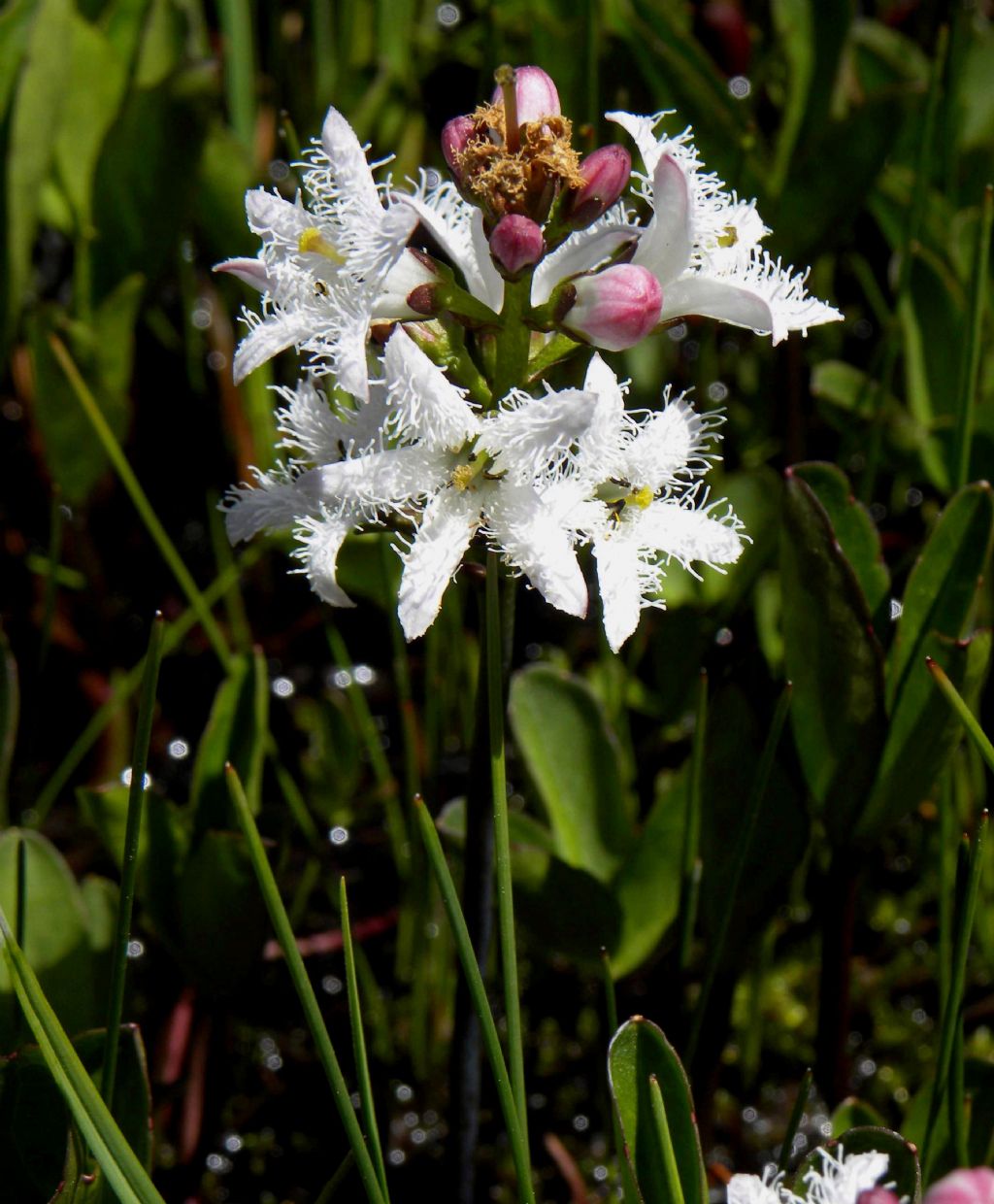 Menyanthes trifoliata (Menyanthaceae)